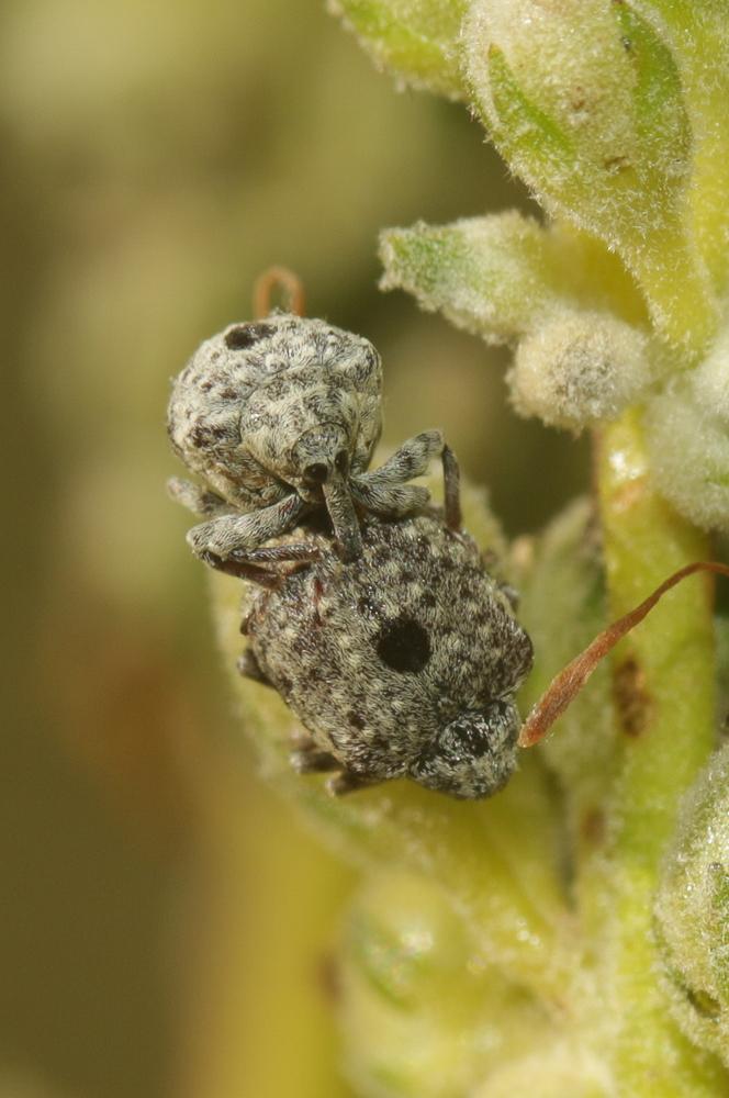 Cionus thapsus (Fabricius, 1792)