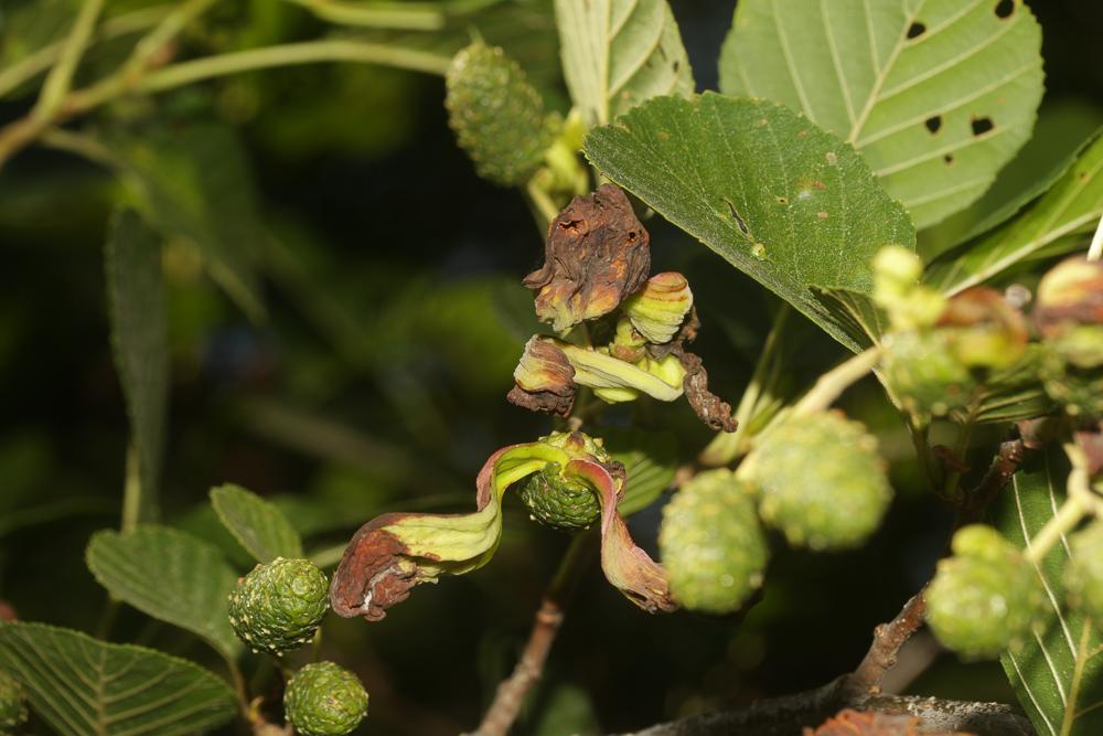Aulne glutineux, Verne Alnus glutinosa (L.) Gaertn., 1790
