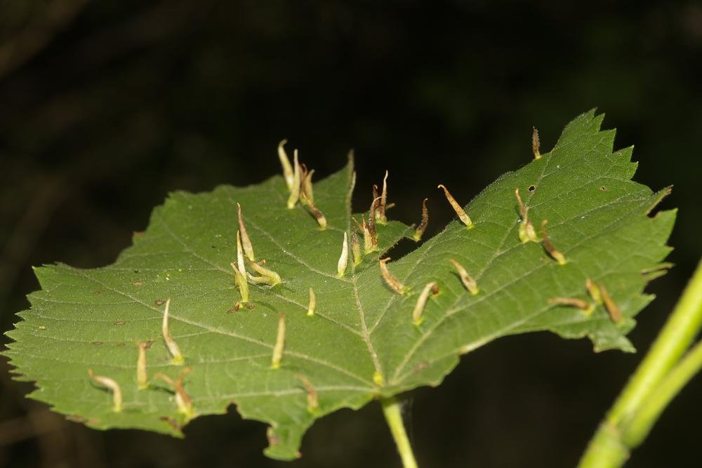  Eriophyes tiliae (Pagenstecher, 1857)
