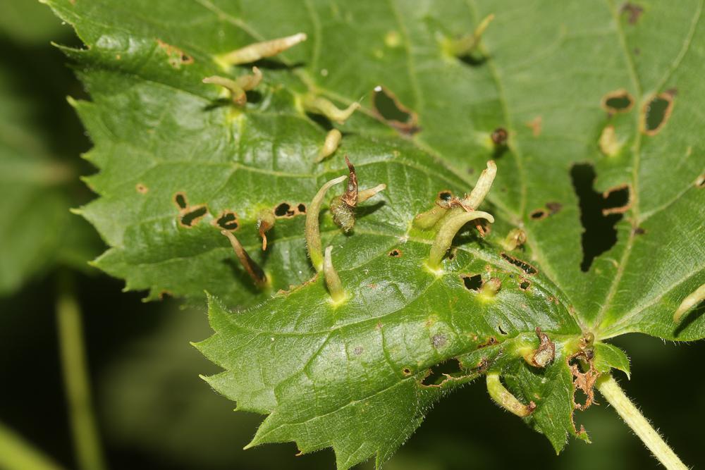 Eriophyes tiliae (Pagenstecher, 1857)