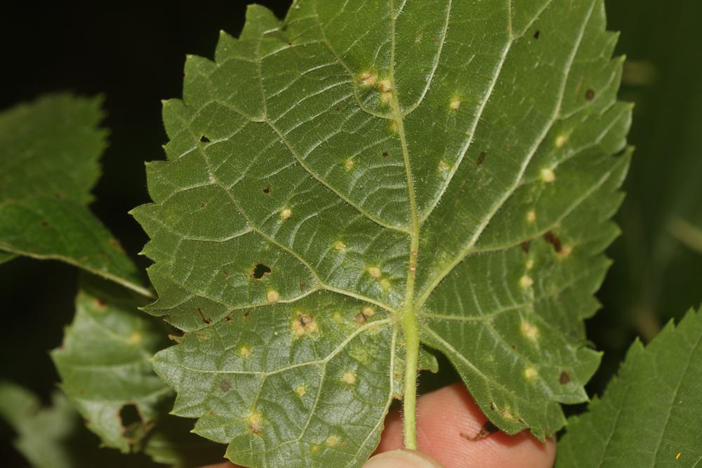 Eriophyes tiliae (Pagenstecher, 1857)