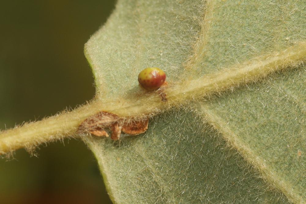  Neuroterus anthracinus (Curtis, 1838)