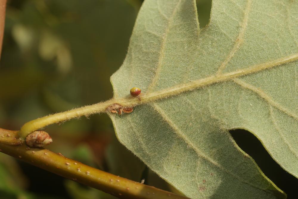  Neuroterus anthracinus (Curtis, 1838)