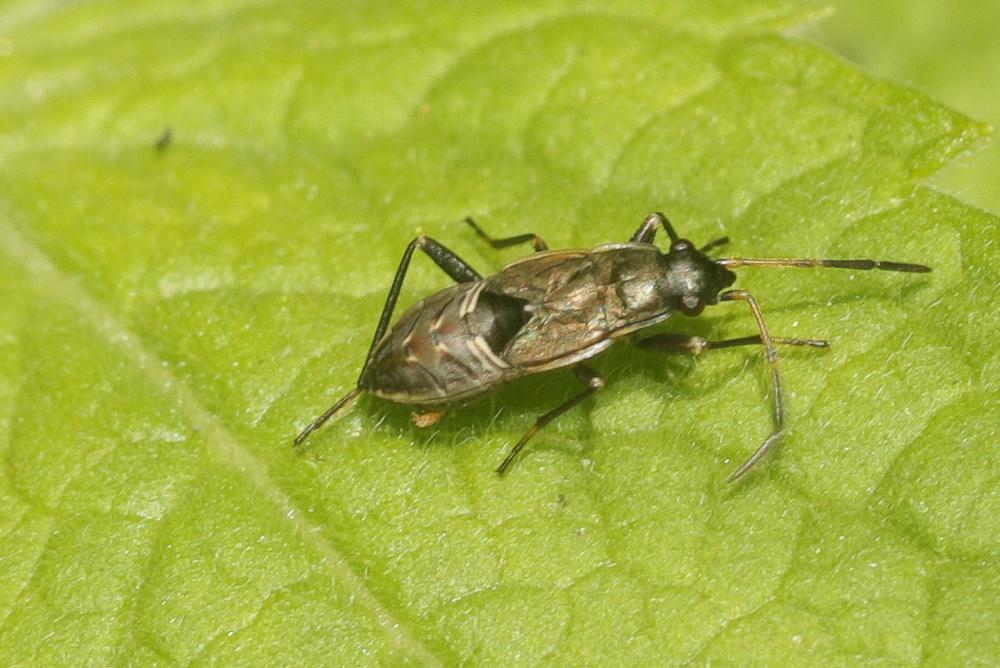  Rhyparochromus pini (Linnaeus, 1758)