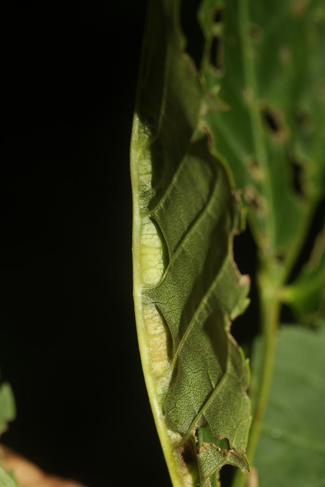 Dasineura fraxini (Bremi, 1847)