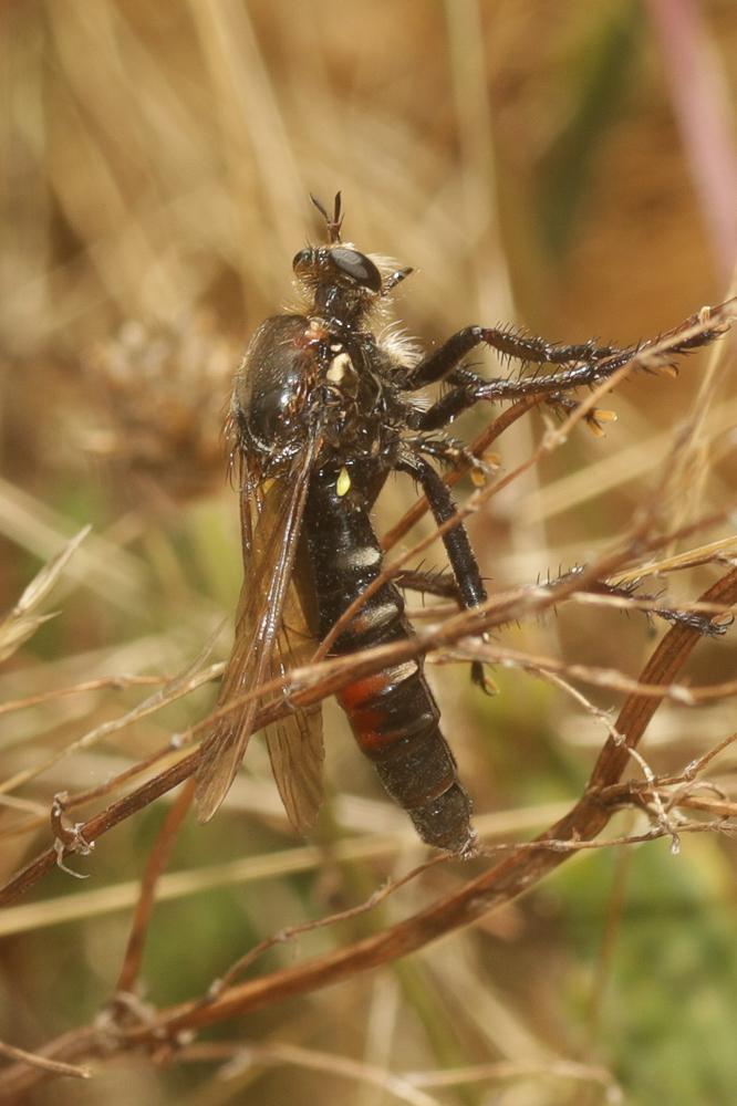 Dasypogon diadema (Fabricius, 1781)