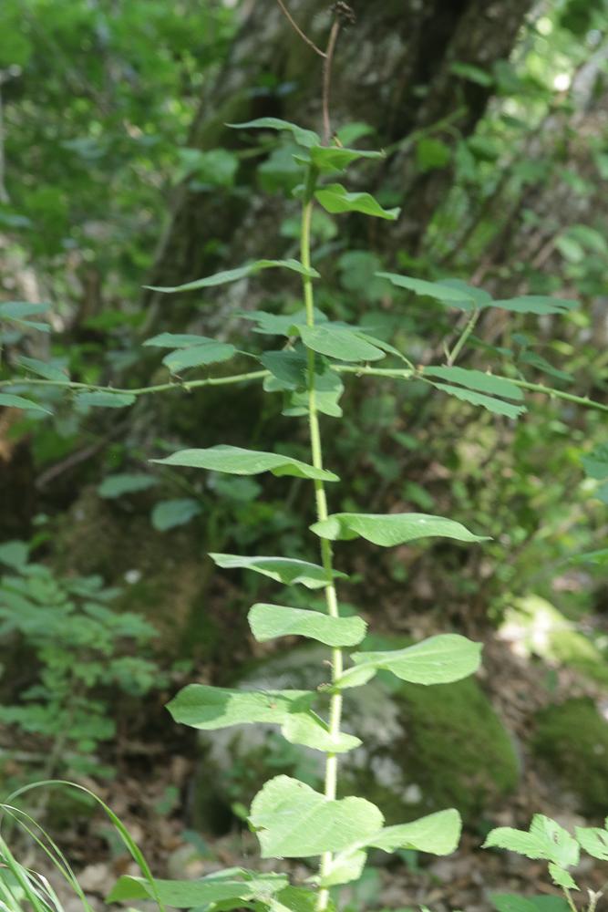 Doronic d'Autriche, Doronique Doronicum austriacum Jacq., 1774