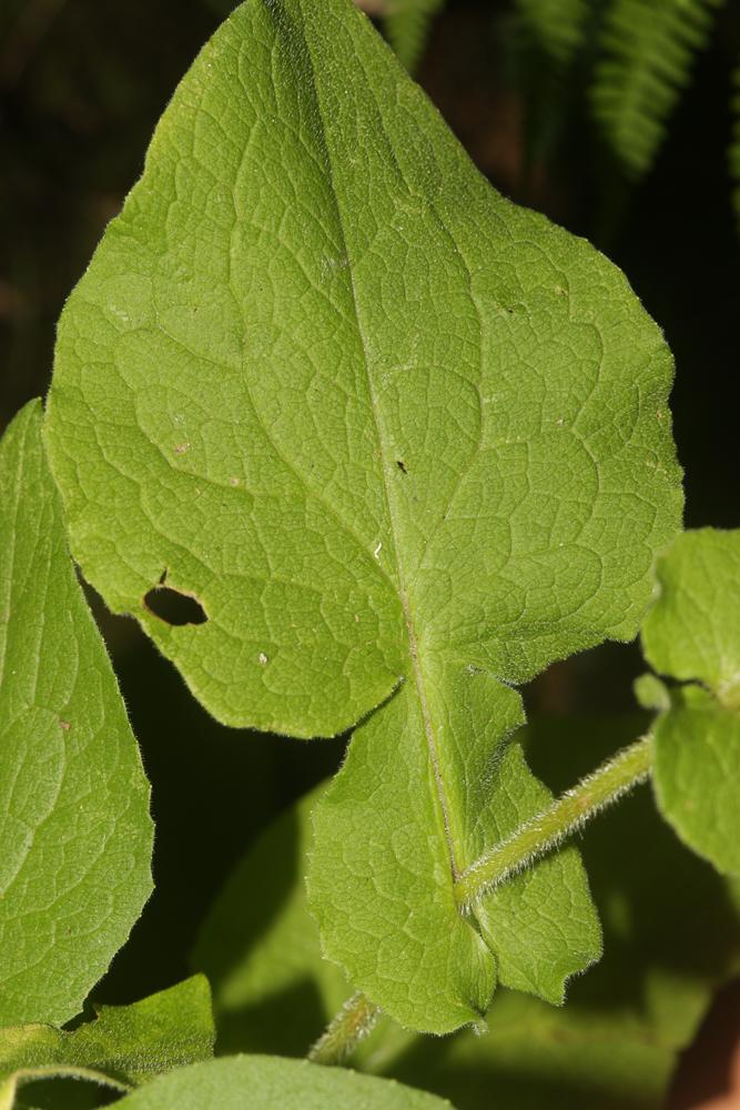 Doronic d'Autriche, Doronique Doronicum austriacum Jacq., 1774