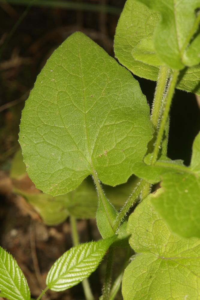 Doronic d'Autriche, Doronique Doronicum austriacum Jacq., 1774