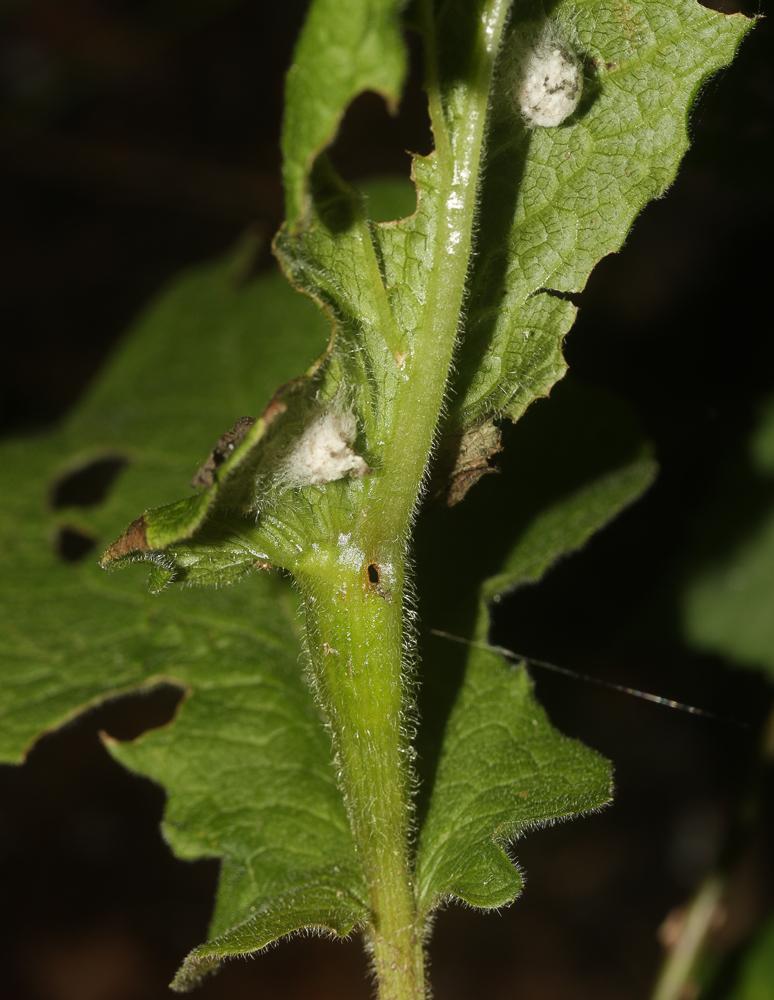 Tephritis arnicae (Linnaeus, 1758)