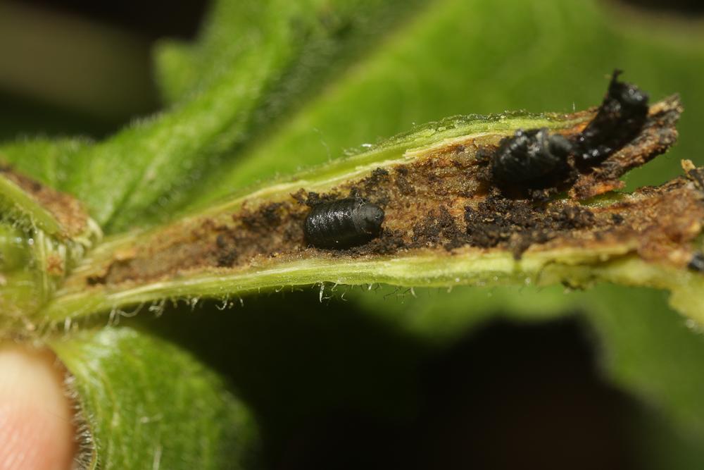 Tephritis arnicae (Linnaeus, 1758)