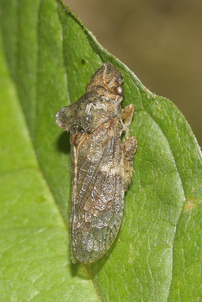 Grand Diable Ledra aurita (Linnaeus, 1758)