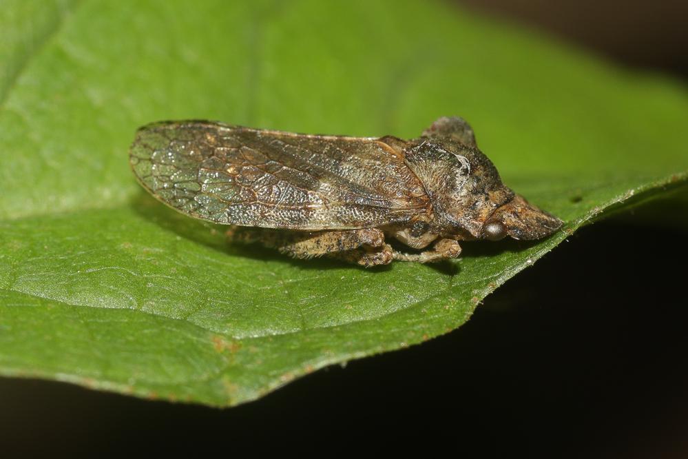 Grand Diable Ledra aurita (Linnaeus, 1758)