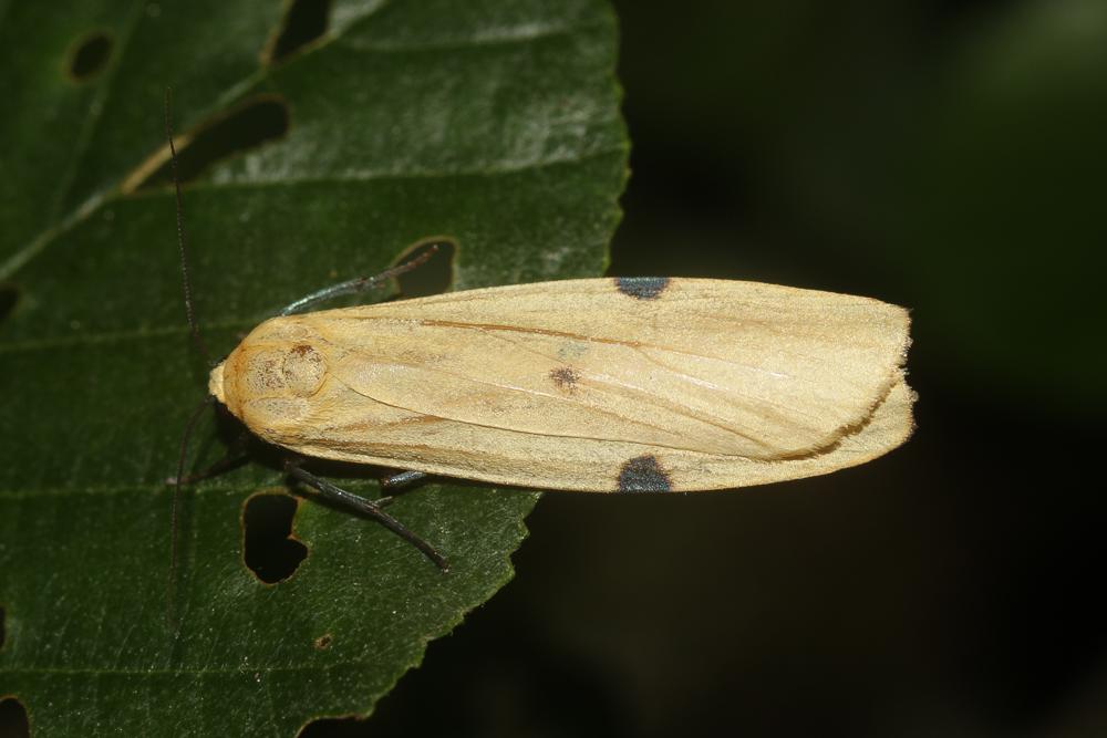 Lithosie quadrille (La) Lithosia quadra (Linnaeus, 1758)