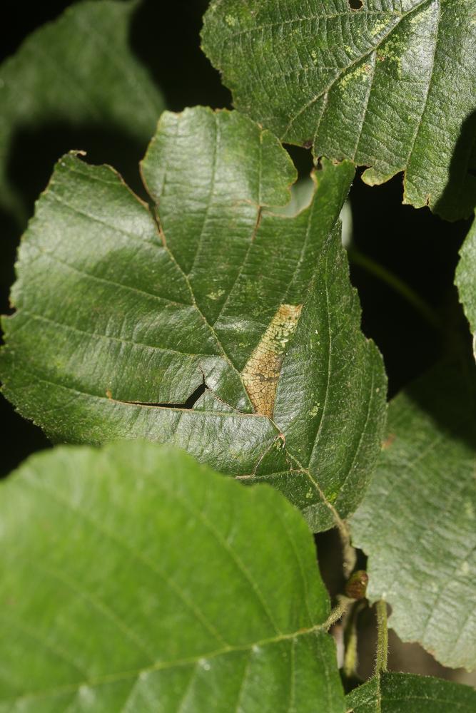 Phyllonorycter kleemannella (Fabricius, 1781)