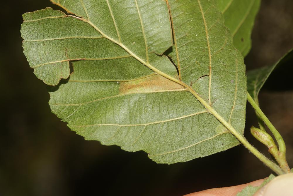 Phyllonorycter kleemannella (Fabricius, 1781)