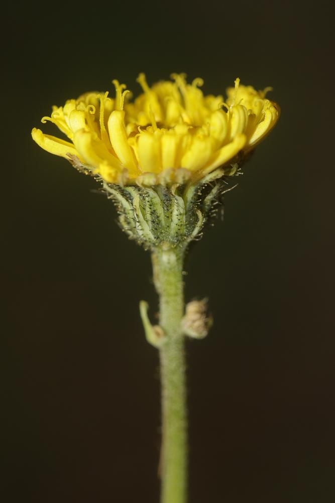 Épervière petite Laitue Pilosella lactucella (Wallr.) P.D.Sell & C.West, 1967