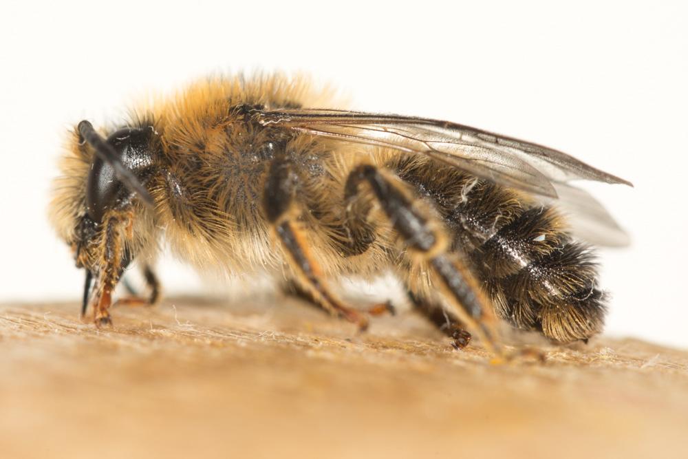  Melitta haemorrhoidalis (Fabricius, 1775)