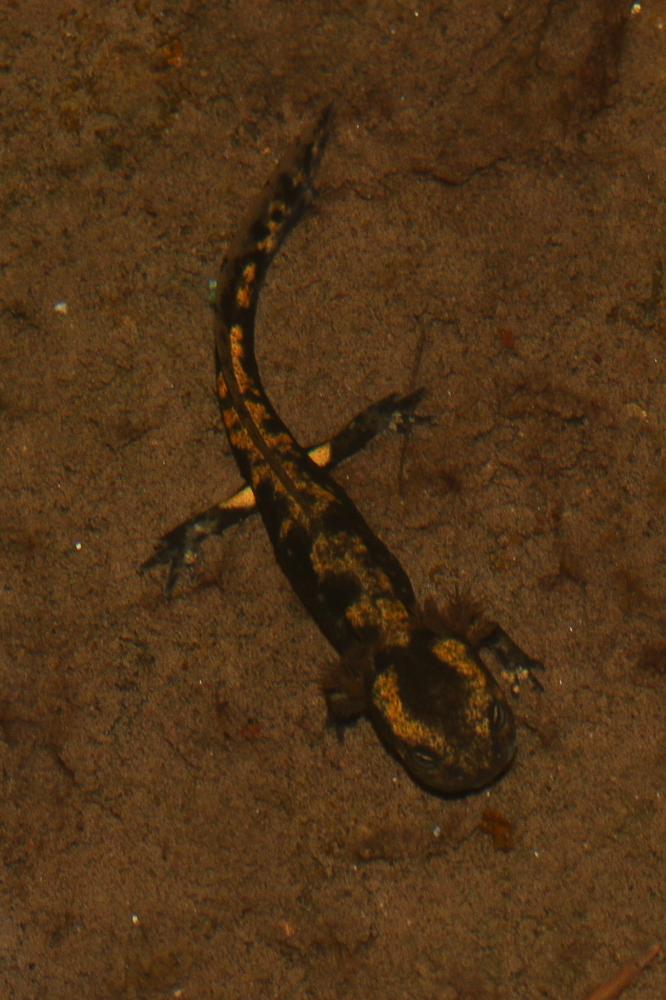 Salamandre tachetée Salamandra salamandra (Linnaeus, 1758)