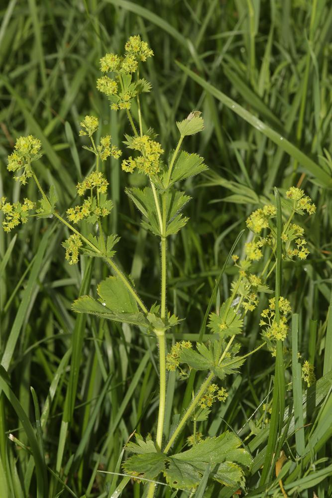 Alchémille vert jaune, Alchémille commune, Alchémi Alchemilla xanthochlora Rothm., 1937