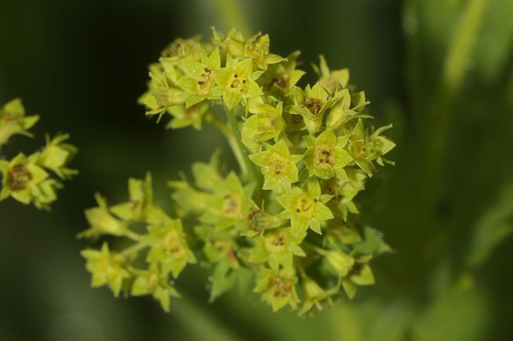 Alchémille vert jaune, Alchémille commune, Alchémi Alchemilla xanthochlora Rothm., 1937