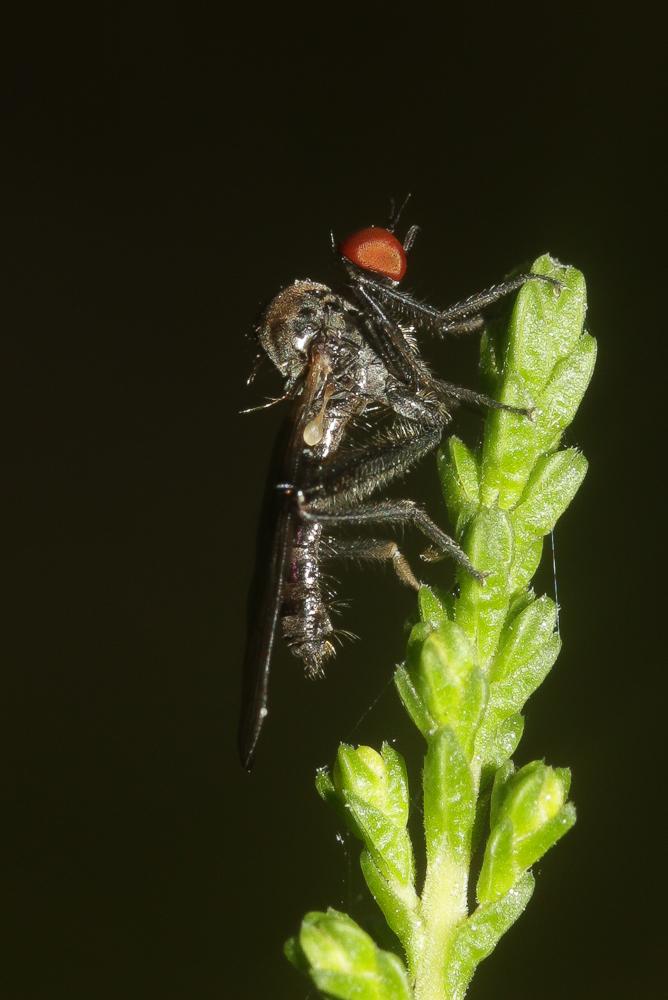  Hybos culiciformis (Fabricius, 1775)