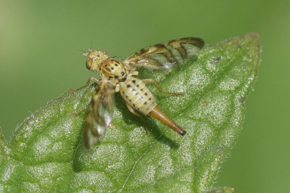 Chaetorellia jaceae (Robineau-Desvoidy, 1830)
