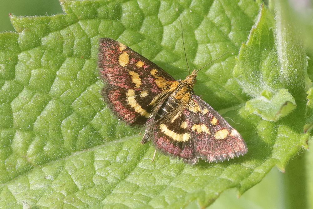 Pyrausta purpuralis (Linnaeus, 1758)