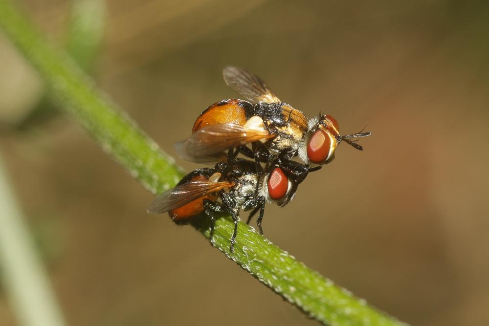  Gymnosoma clavatum (Rohdendorf, 1947)