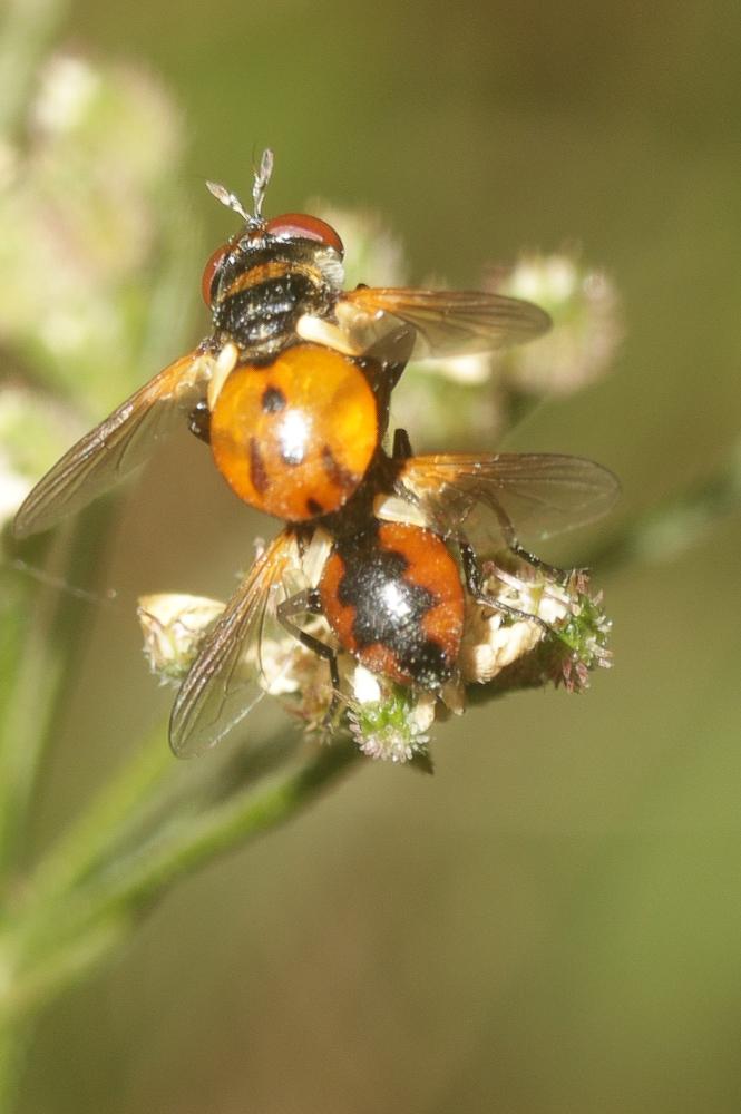 Gymnosoma clavatum (Rohdendorf, 1947)