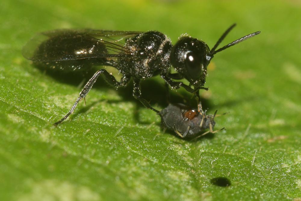 Pemphredon Latreille, 1796