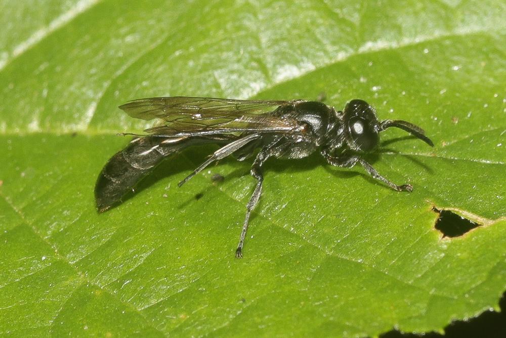 Trypoxylon beaumonti Antropov, 1991
