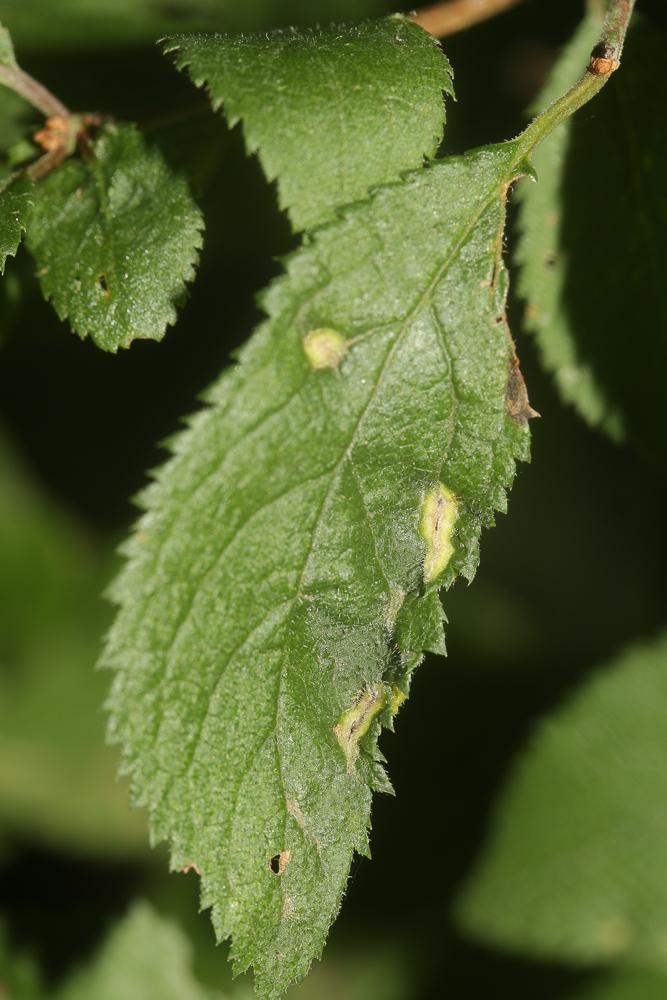  Eriophyes similis (Nalepa, 1890)