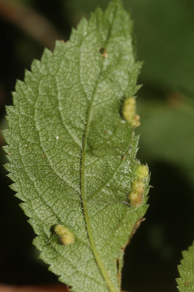 Eriophyes similis (Nalepa, 1890)