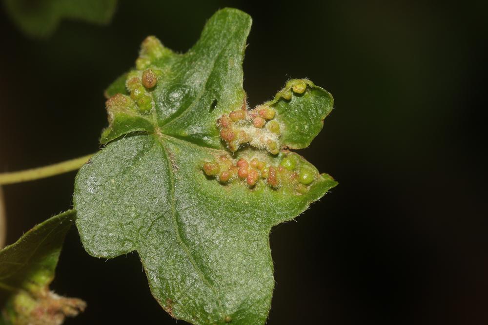 Aceria macrochela (Nalepa, 1891)
