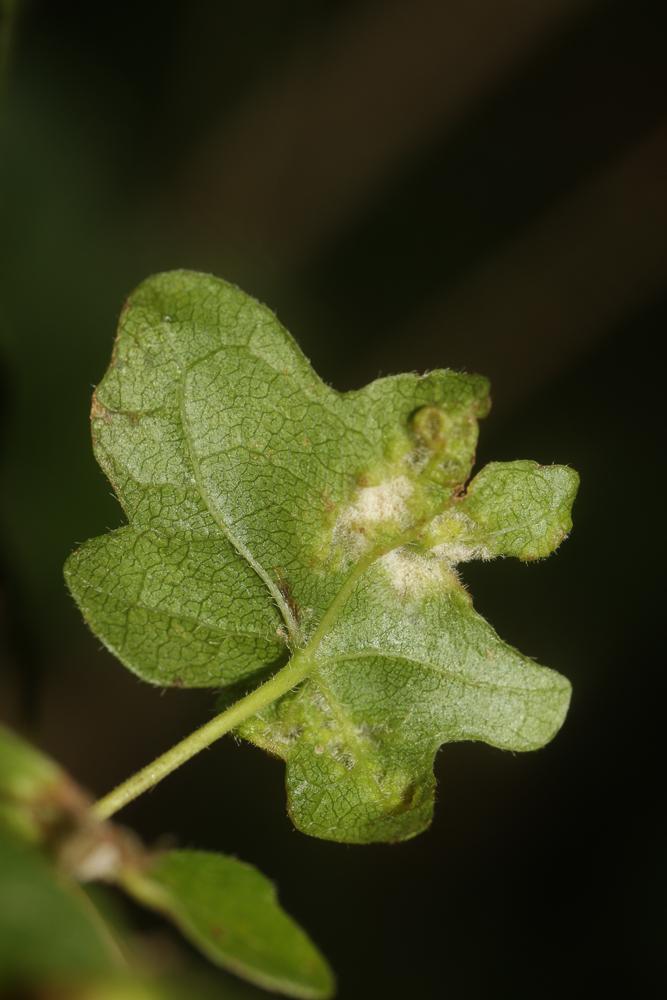Aceria macrochela (Nalepa, 1891)