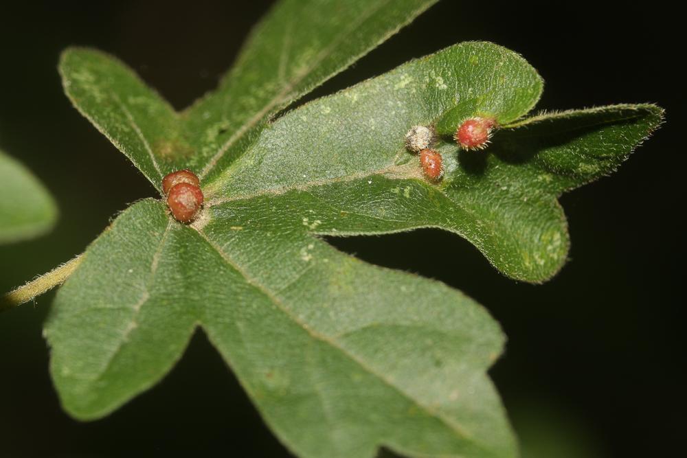 Aceria macrochela (Nalepa, 1891)