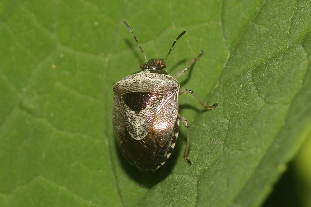 Eysarcoris venustissimus (Schrank, 1776)