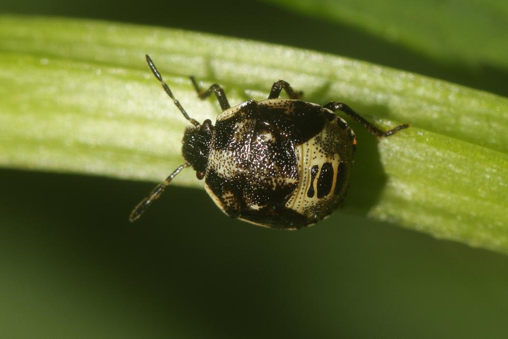 Eysarcoris venustissimus (Schrank, 1776)