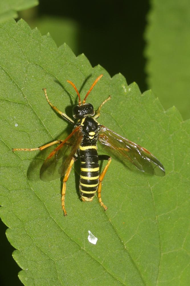 Mouche-à-scie de la scrofulaire Tenthredo scrophulariae Linnaeus, 1758