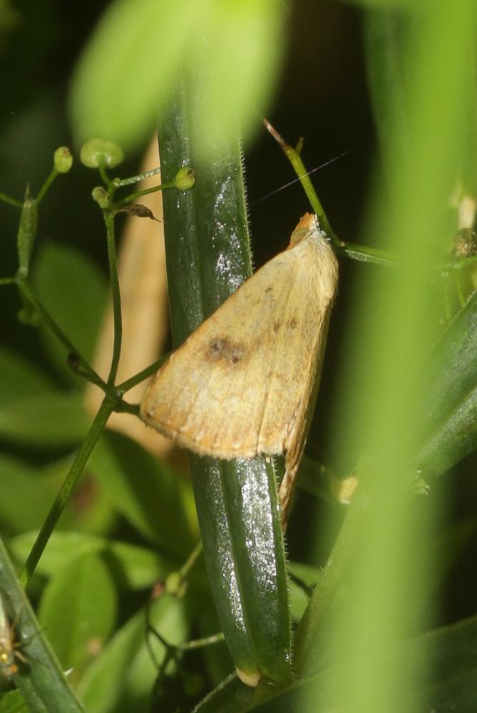 Soyeuse (La) Rivula sericealis (Scopoli, 1763)