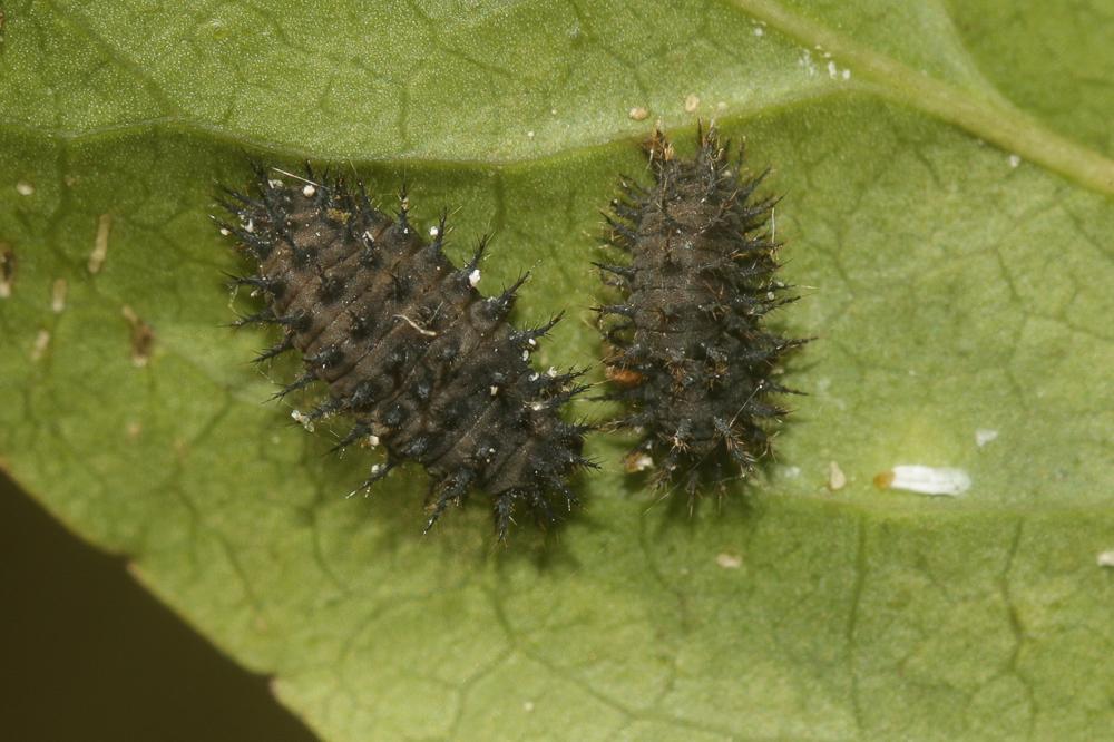 Chilocorus renipustulatus (Scriba, 1791)