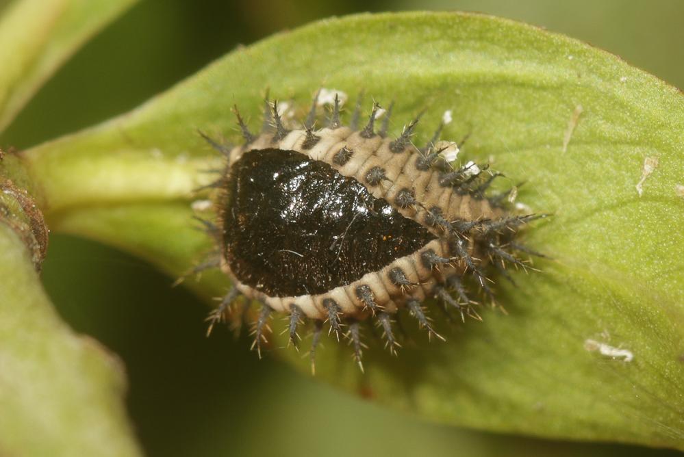  Chilocorus renipustulatus (Scriba, 1791)
