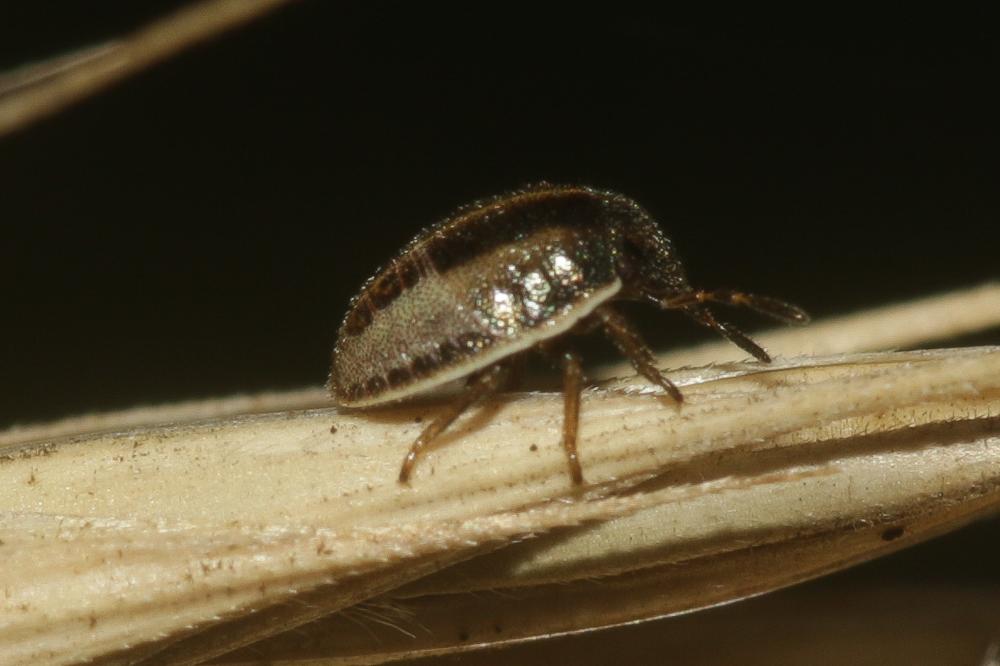 Punaise à tête allongée Aelia acuminata (Linnaeus, 1758)