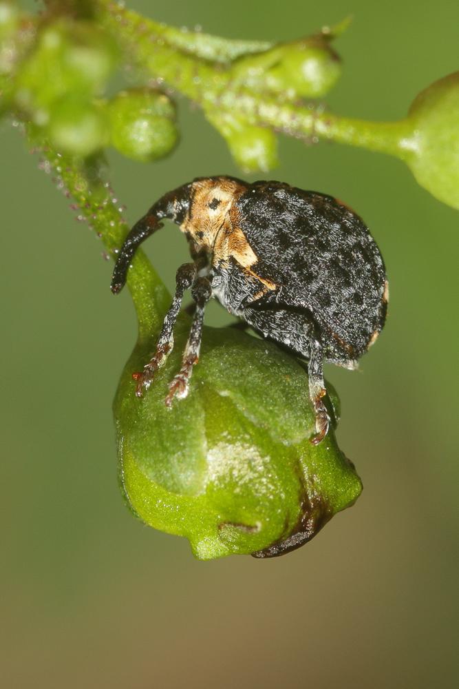 Charançon à losange de la scrophulaire Cionus scrophulariae (Linnaeus, 1758)