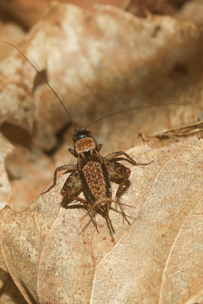 Grillon des bois, Grillon forestier, Nemobie fores Nemobius sylvestris (Bosc, 1792)
