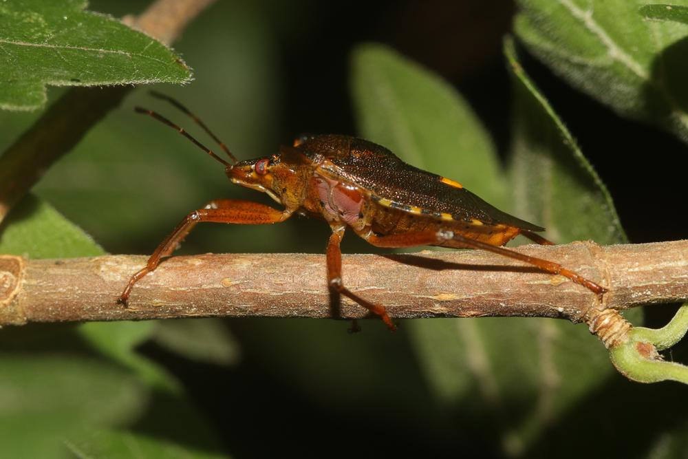 Punaise à pattes rousses, Punaise des bois Pentatoma rufipes (Linnaeus, 1758)