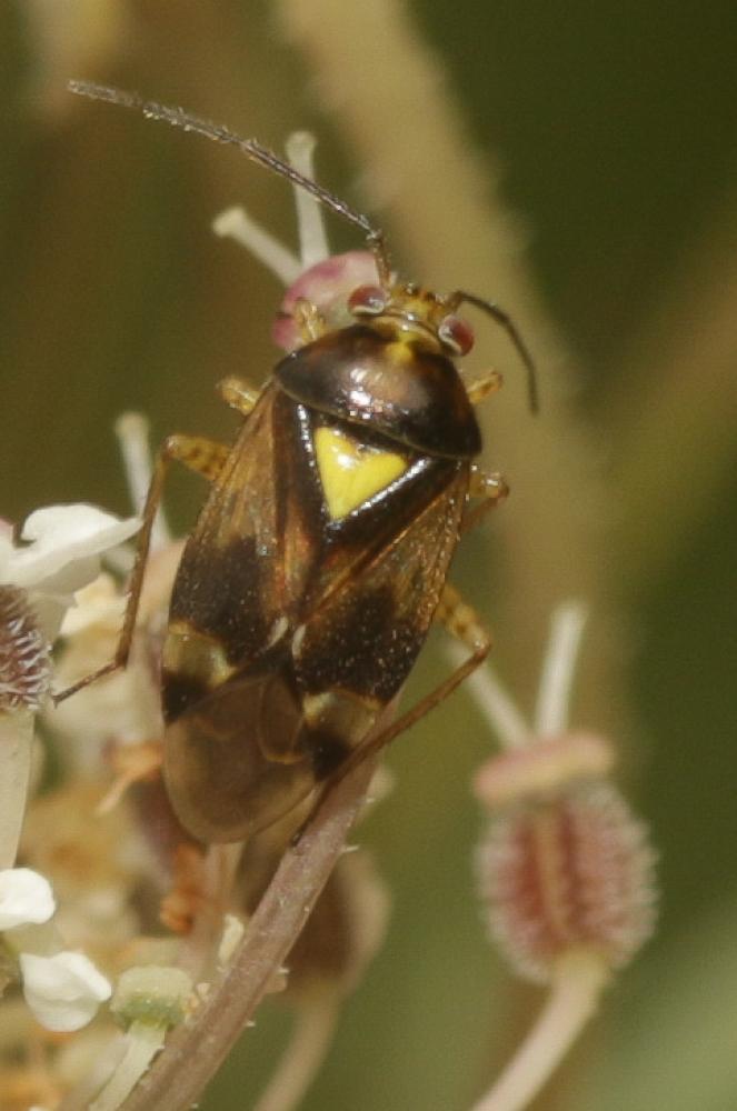 Orthops basalis (A. Costa, 1853)