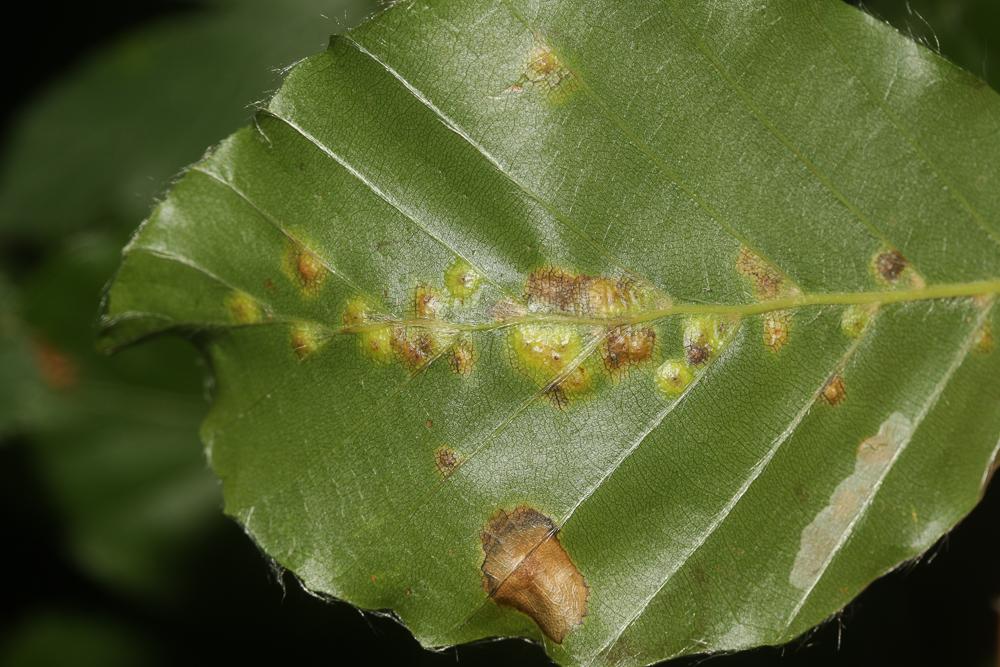 Hartigiola annulipes (Hartig, 1839)