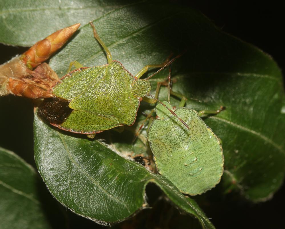Punaise verte Palomena prasina (Linnaeus, 1760)
